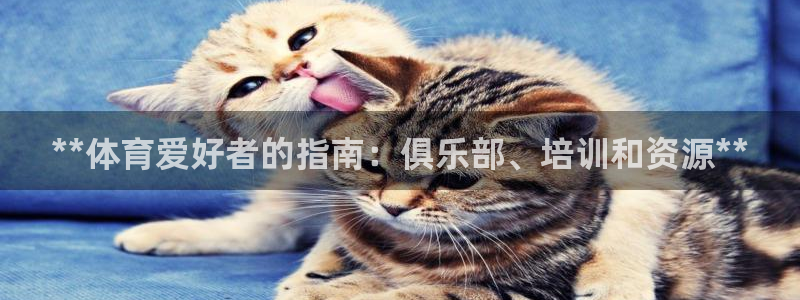 焦点娱乐平台最高待遇：**体育爱好者的指南：俱乐部、