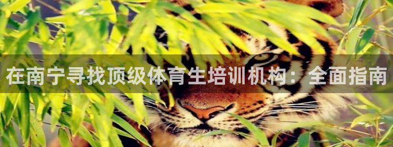 焦点娱乐加速器下载：在南宁寻找顶级体育生培训机构：全