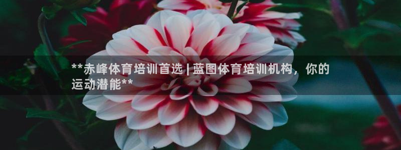 焦点娱乐下载手机版官网