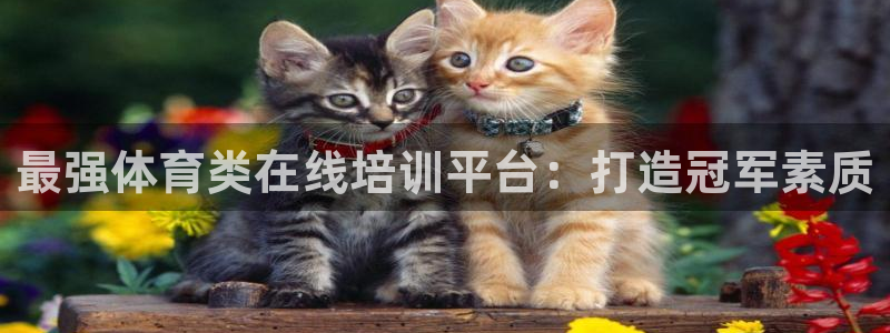 焦点娱乐什么意思