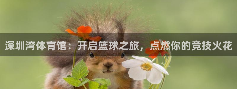 焦点娱乐如何注册账号的：深圳湾体育馆：开启篮球之旅，